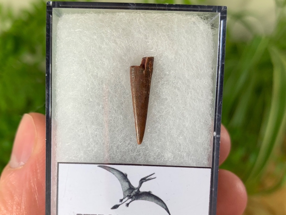 Pterosaur Tooth, Morocco #08