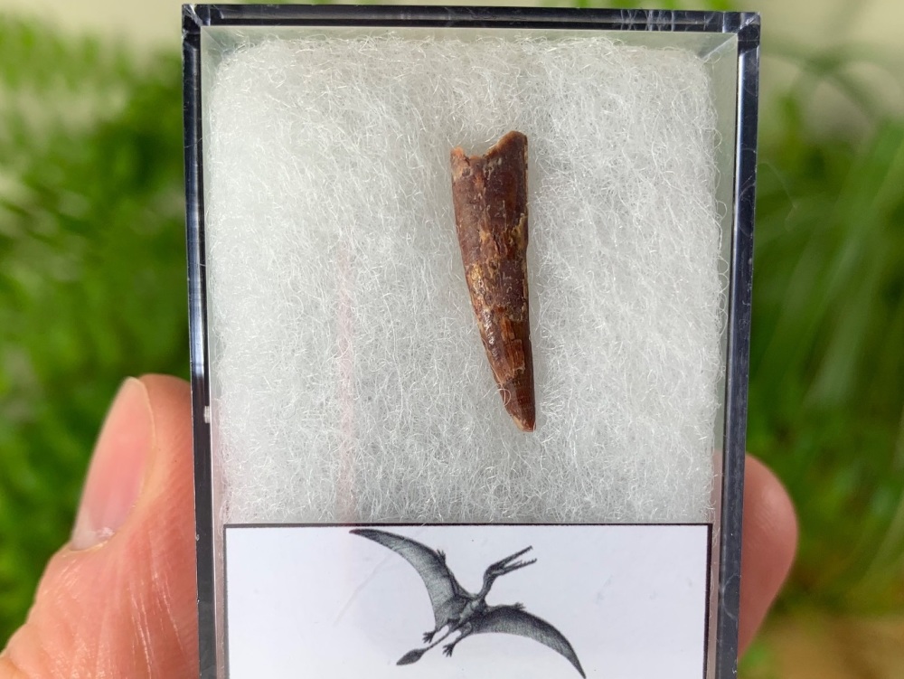 Pterosaur Tooth, Morocco #06