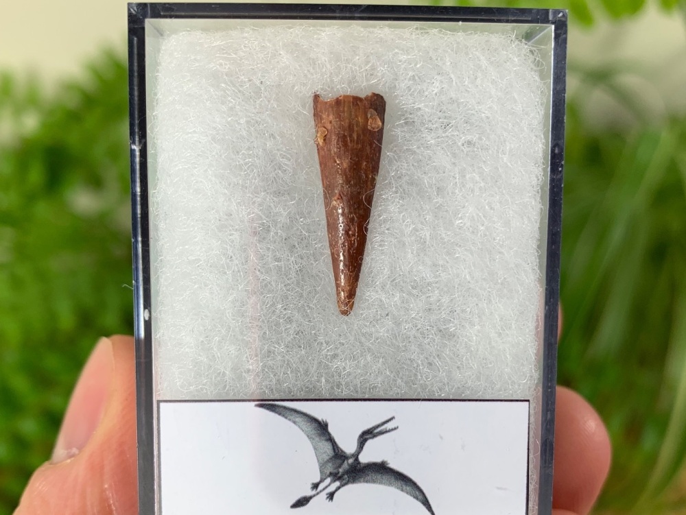 Pterosaur Tooth, Morocco #07