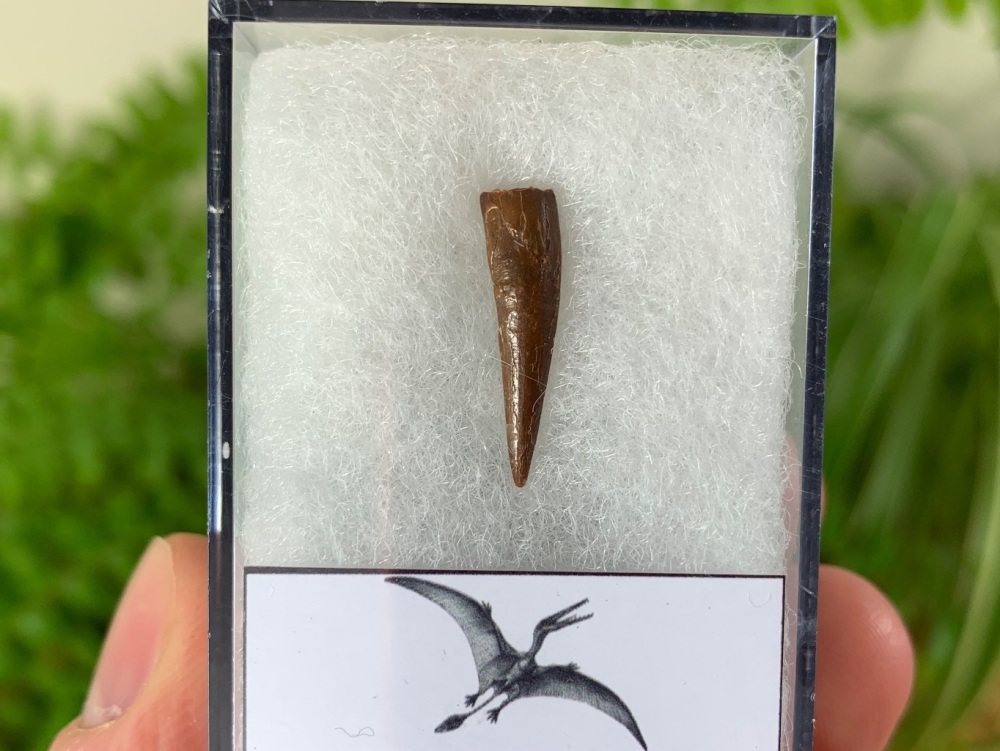 Pterosaur Tooth, Morocco #10