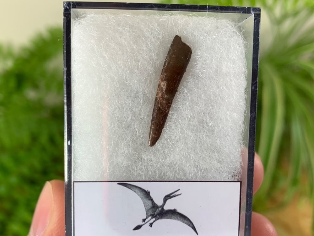 Pterosaur Tooth, Morocco #15