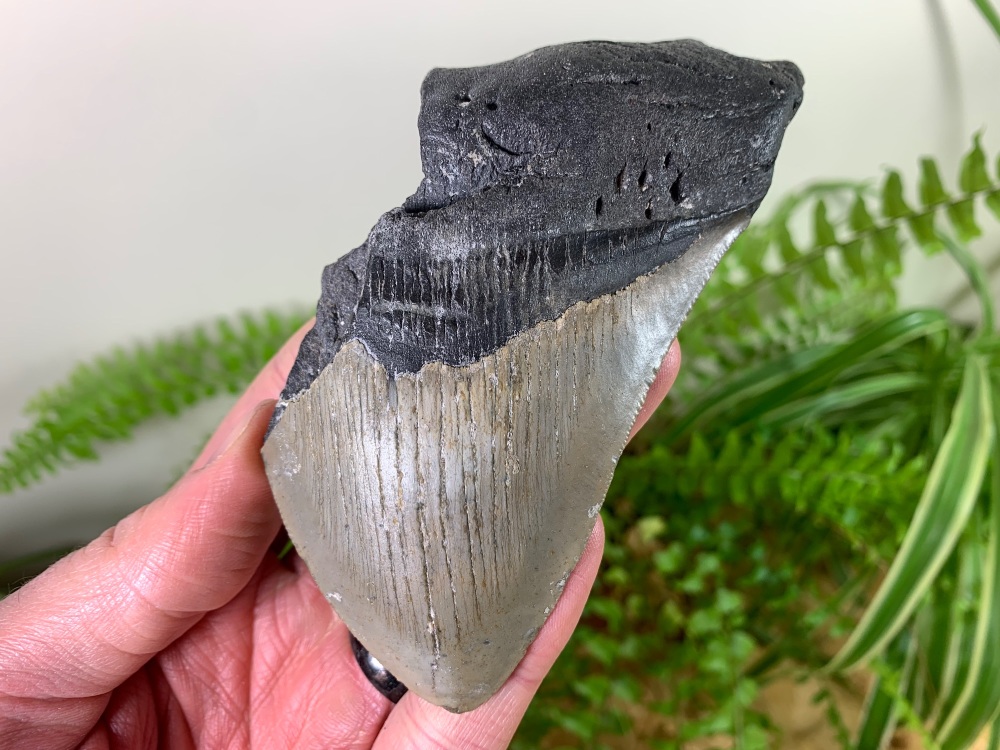 Megalodon Tooth - 4.5 inch #14