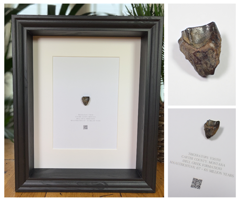 Framed Fossils Shop