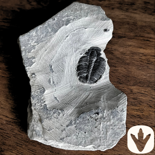 Dino Fossils UK Huge Selection of Fossils For Sale.