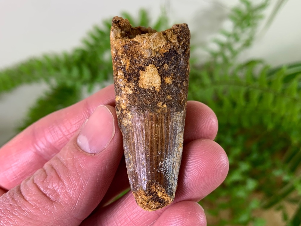 Spinosaurus Tooth - 2.25 inch #SP02