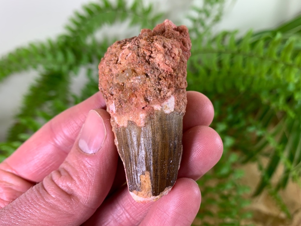 Spinosaurus Tooth - 2.38 inch #SP07