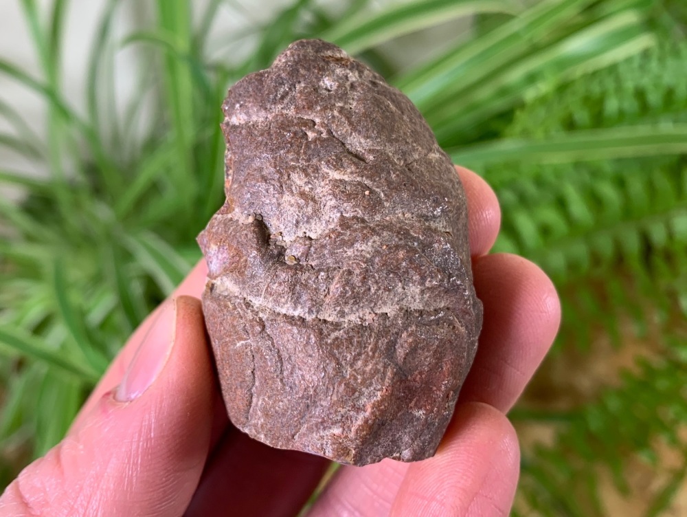 Coprolite (Fossil Dung) (Kem Kem) #01