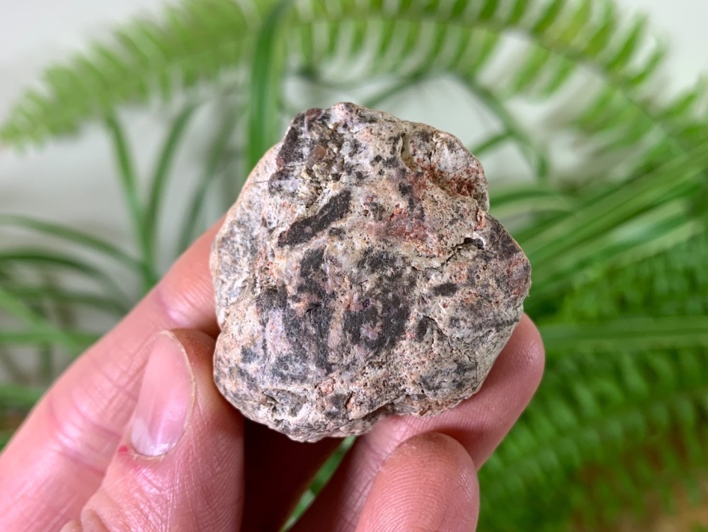 Coprolite (Fossil Dung) (Kem Kem) #02