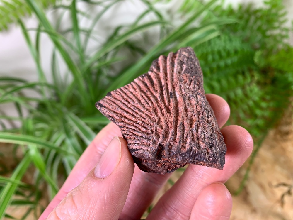 Mawsonia operculum (Gill Plate) #01