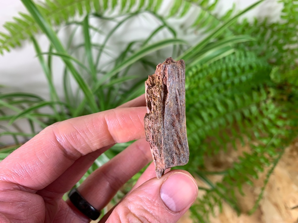 Mawsonia operculum (Gill Plate) #02