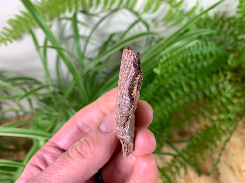 Mawsonia operculum (Gill Plate) #03