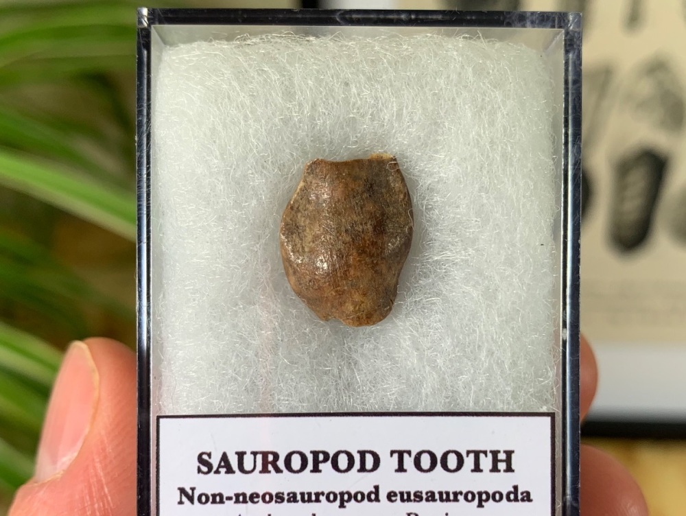 Eusauropoda Sauropod Tooth (Madagascar)