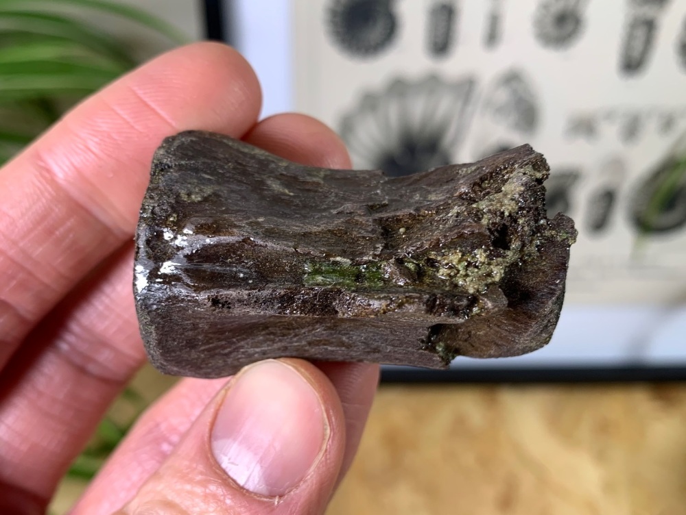 Thescelosaurus Dinosaur Vertebra (Hell Creek) #01