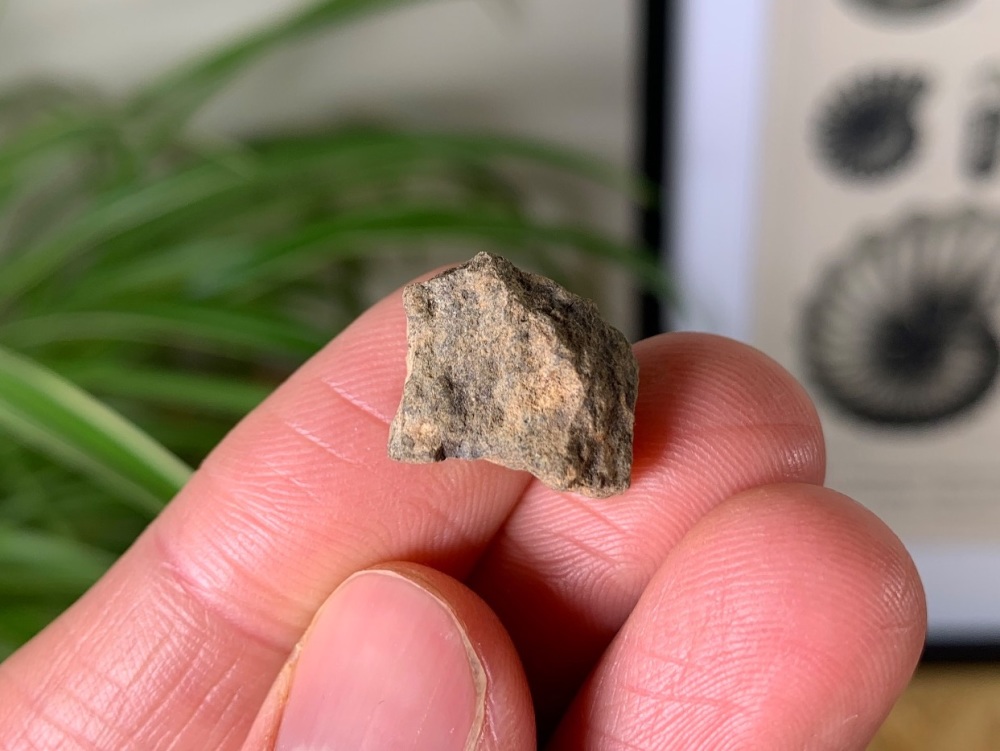 Meteorite - Common Chondrite (North West Africa) #03