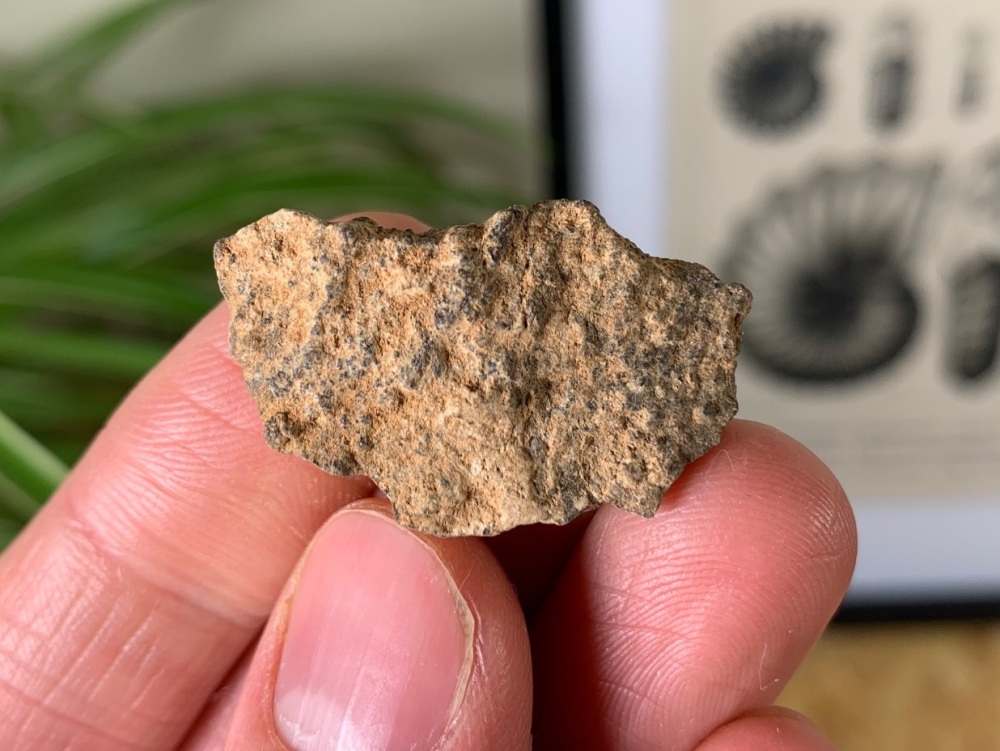 Meteorite - Common Chondrite (North West Africa) #06