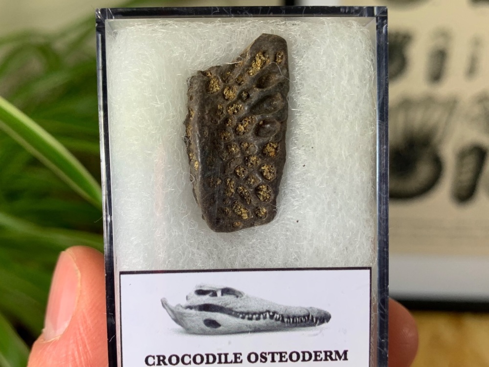 Crocodile Osteoderm (armour plate) (Hell Creek) #03