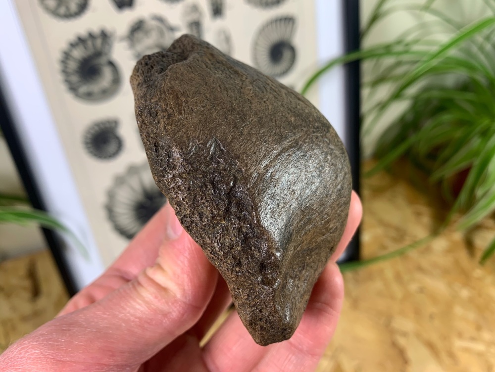 MASSIVE Pachychephalosaurus Skull Node (Hell Creek) - 3.13 inches