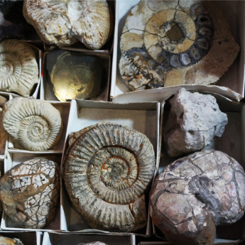 Fossil Guides