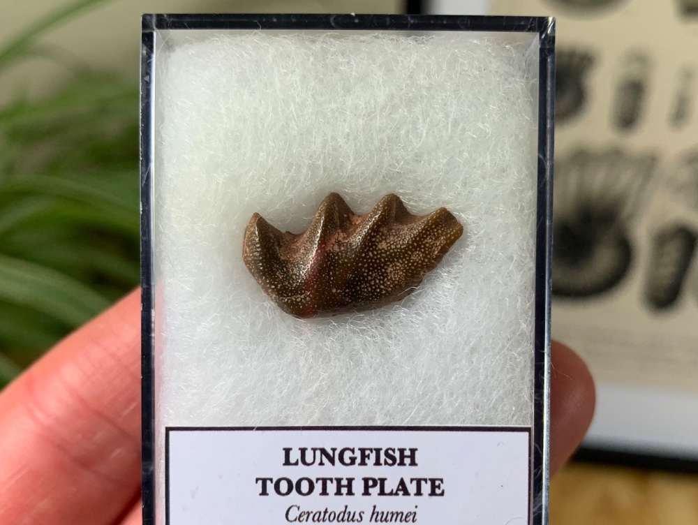 Lungfish Tooth Plate - Ceratodus humei #01