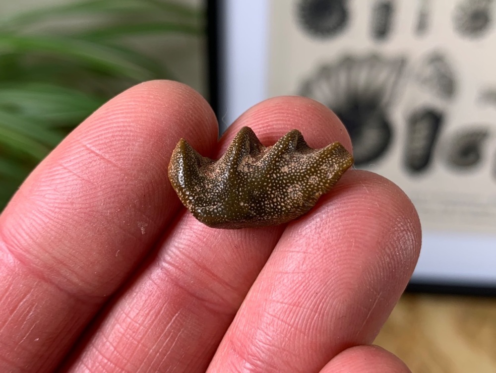 Lungfish Tooth Plate - Ceratodus humei #01