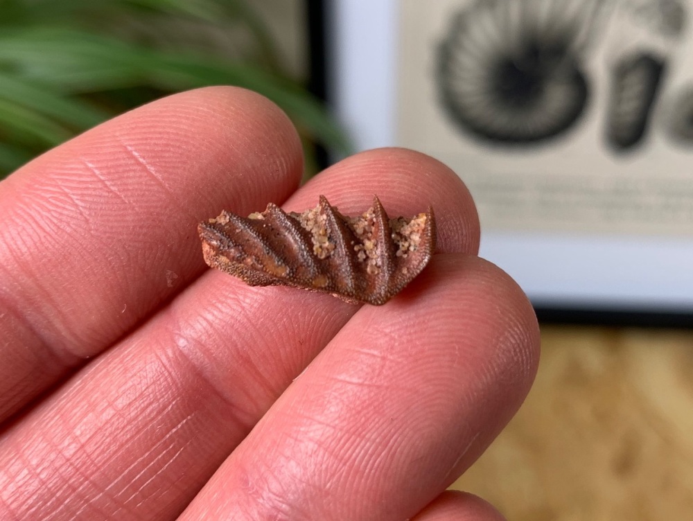 Lungfish Tooth Plate - Neoceratodus africanus #02