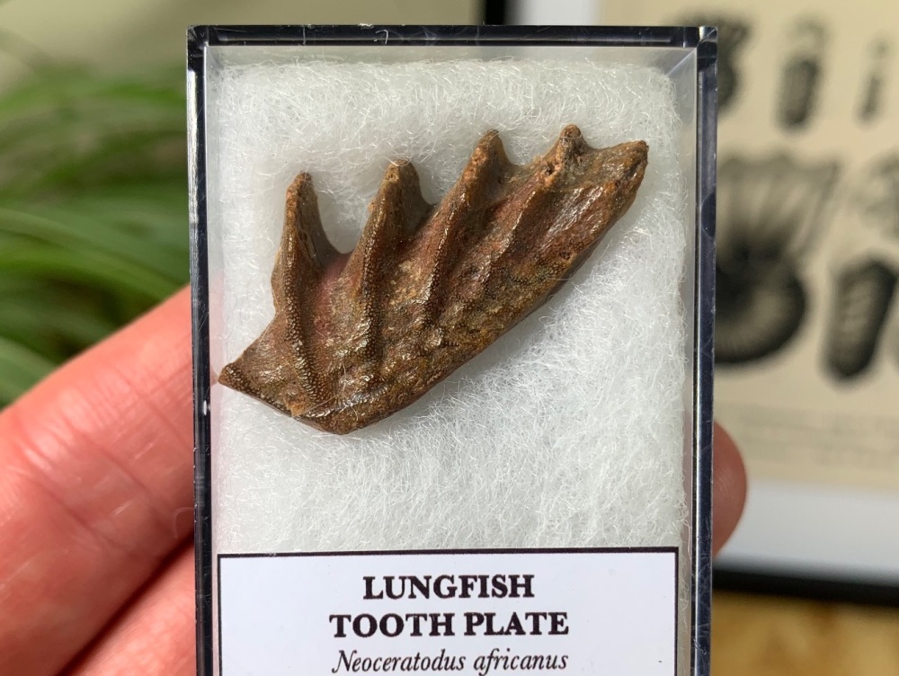 Lungfish Tooth Plate - Neoceratodus africanus #03