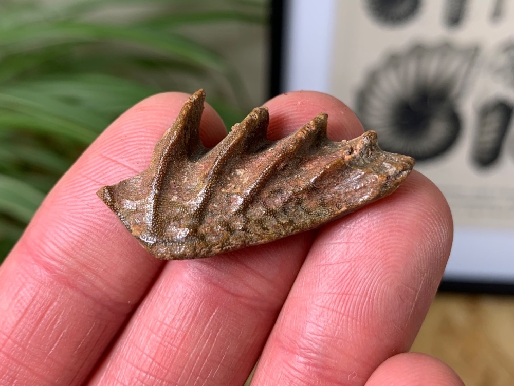 Lungfish Tooth Plate - Neoceratodus africanus #03