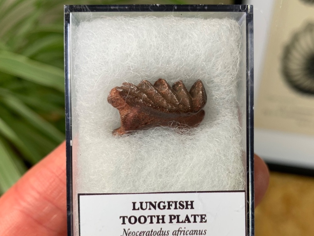 Lungfish Tooth Plate - Neoceratodus africanus #04