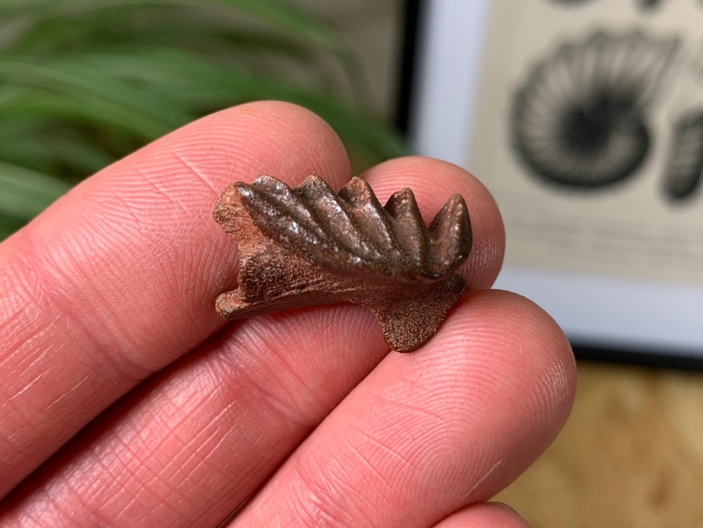 Lungfish Tooth Plate - Neoceratodus africanus #04