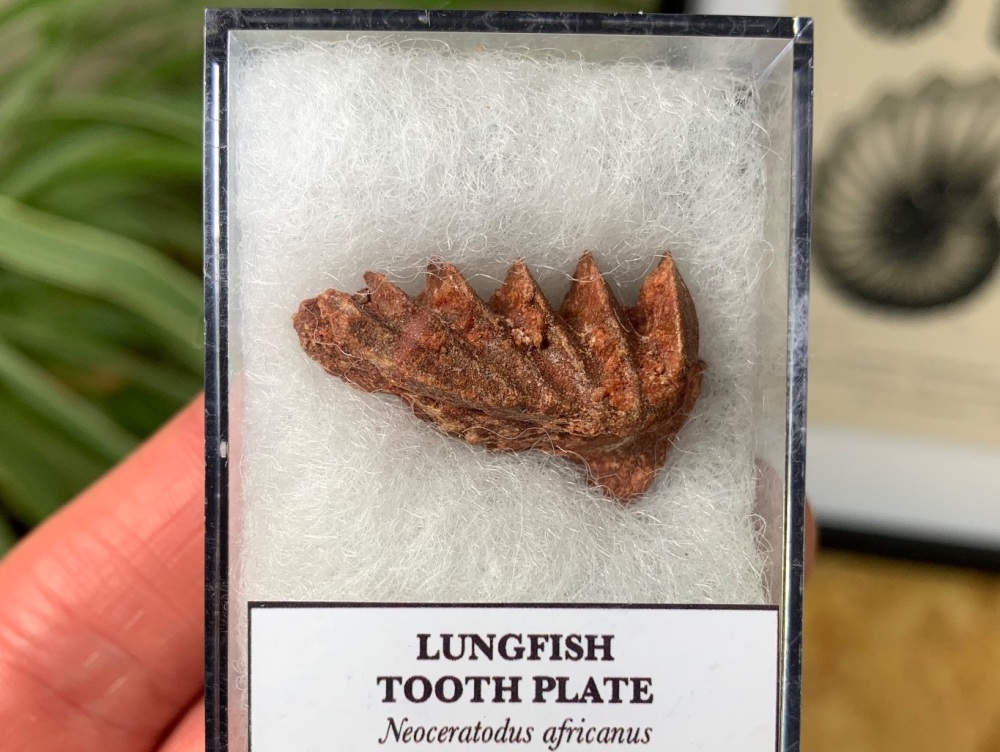 Lungfish Tooth Plate - Neoceratodus africanus #05