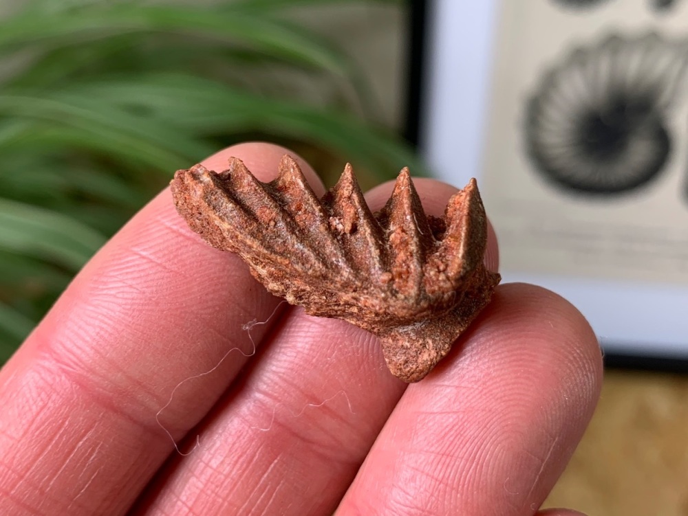 Lungfish Tooth Plate - Neoceratodus africanus #05