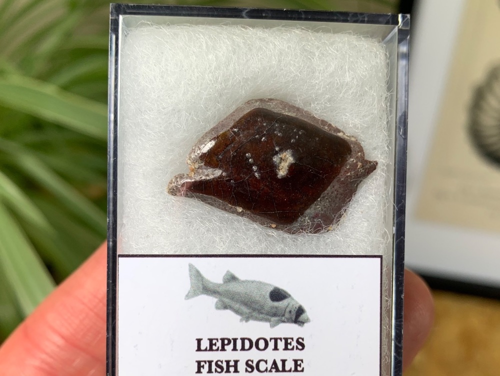 Lepidotes Fish Scale (Kem Kem) #04