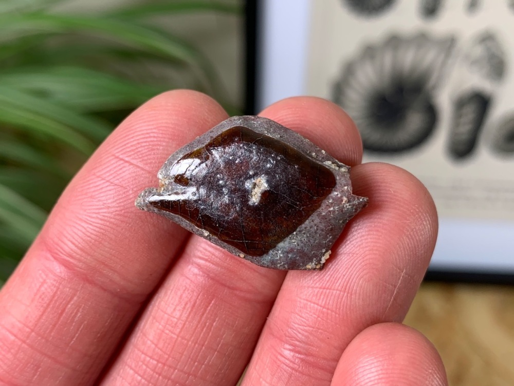 Lepidotes Fish Scale (Kem Kem) #04