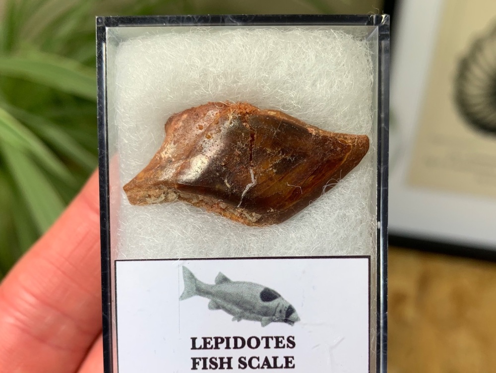Lepidotes Fish Scale (Kem Kem) #05