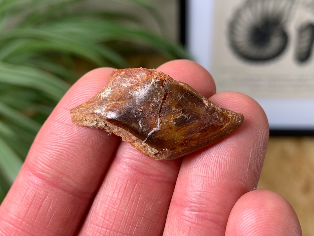 Lepidotes Fish Scale (Kem Kem) #05