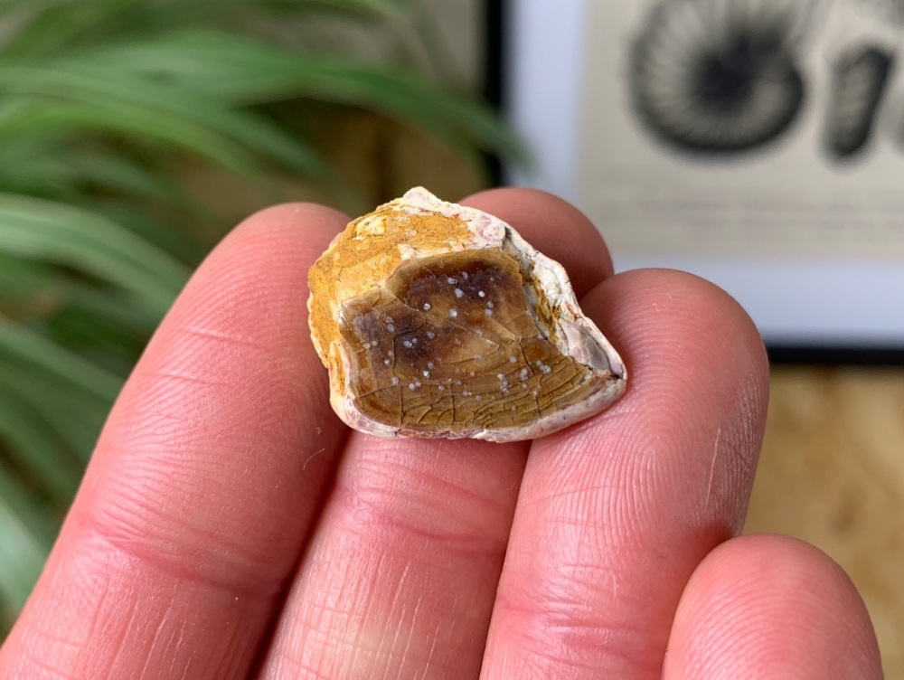 Lepidotes Fish Scale (Kem Kem) #06