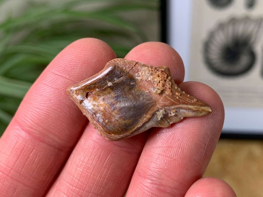 Lepidotes Fish Scale (Kem Kem) #07