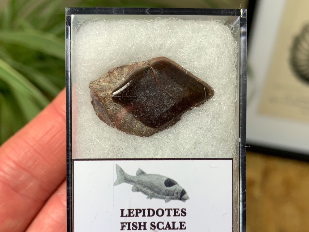 Lepidotes Fish Scale (Kem Kem) #08
