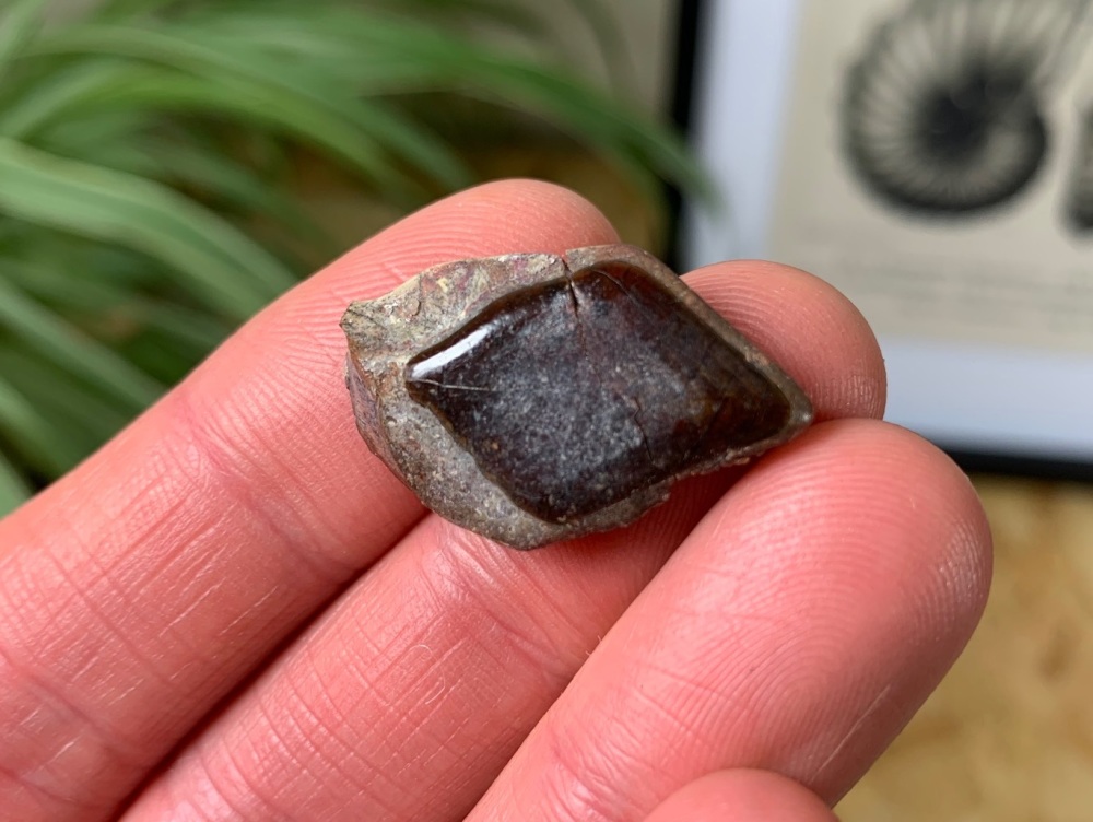 Lepidotes Fish Scale (Kem Kem) #08