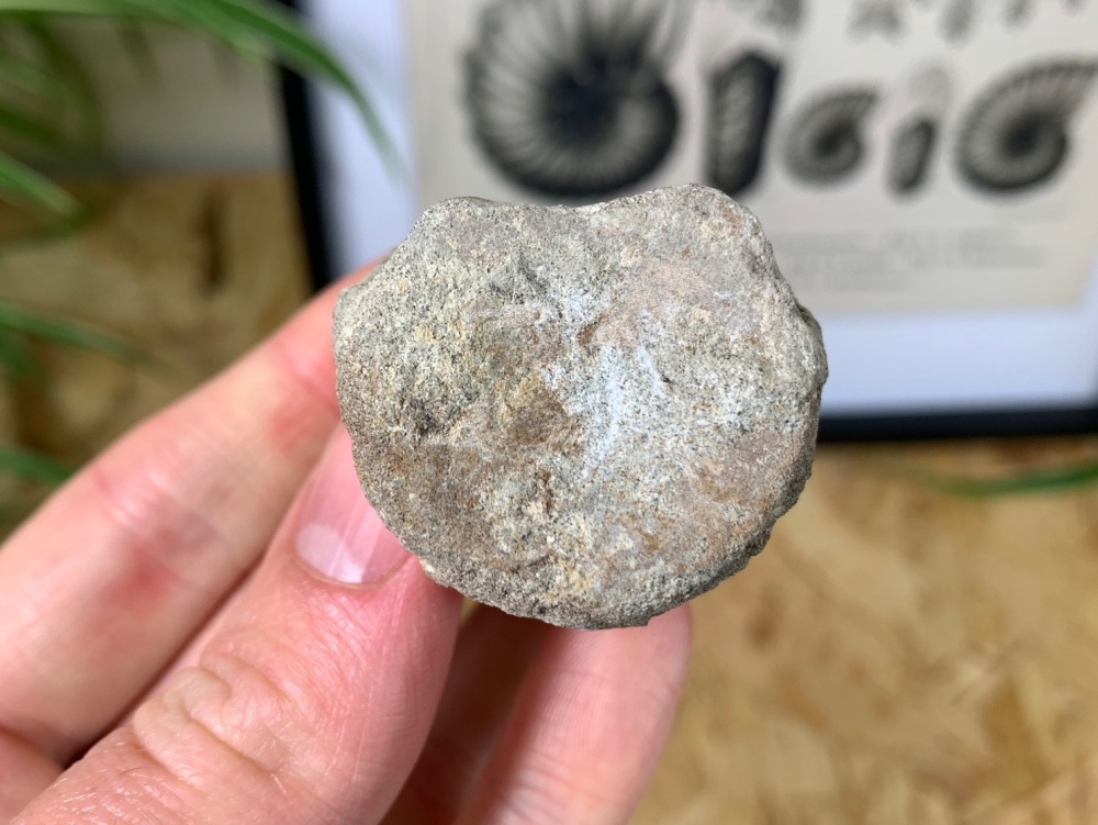 Thescelosaurus Dinosaur Vertebra (Hell Creek) #02