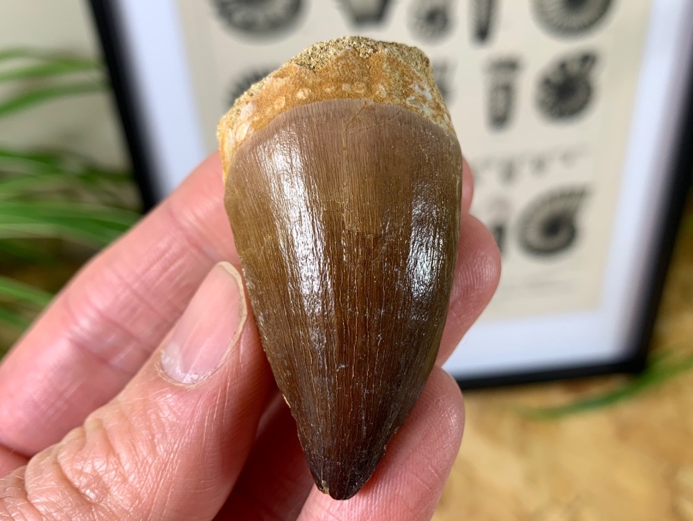 Mosasaur Tooth (2 inch) #08
