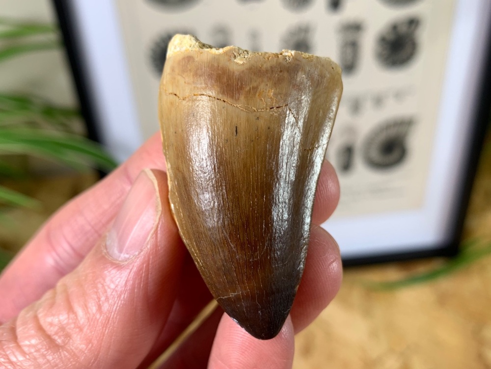 Mosasaur Tooth (1.97 inch) #09