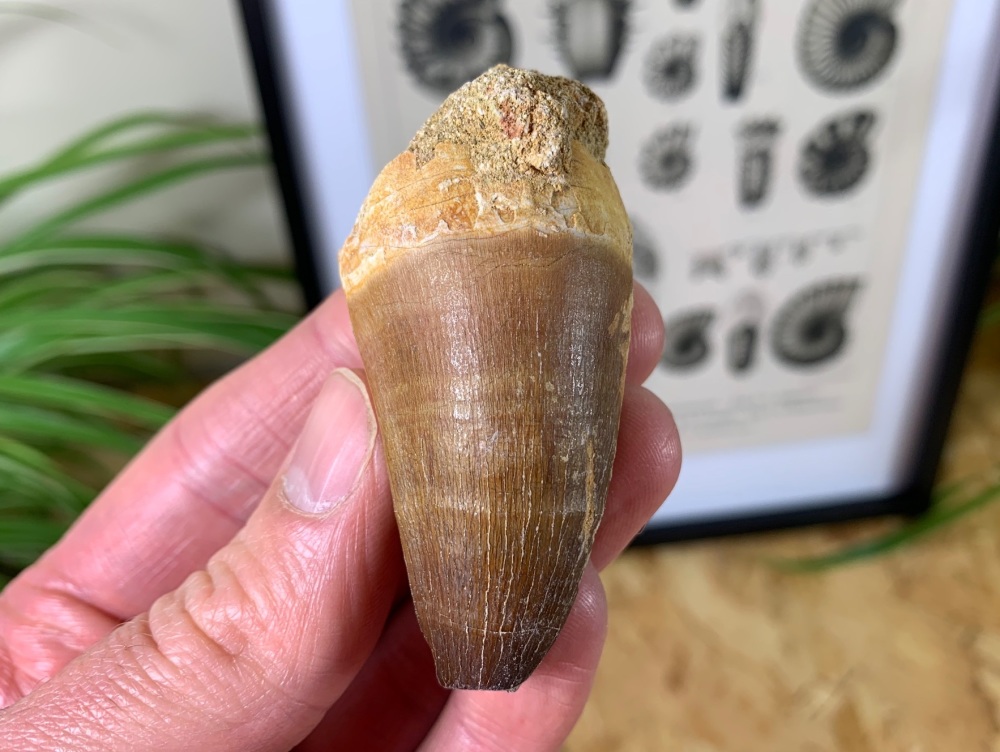 Mosasaur Tooth (2.19 inch) #11