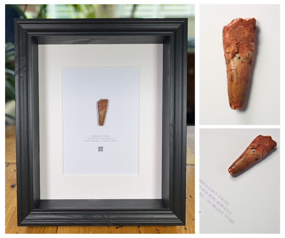 Framed Fossils Shop