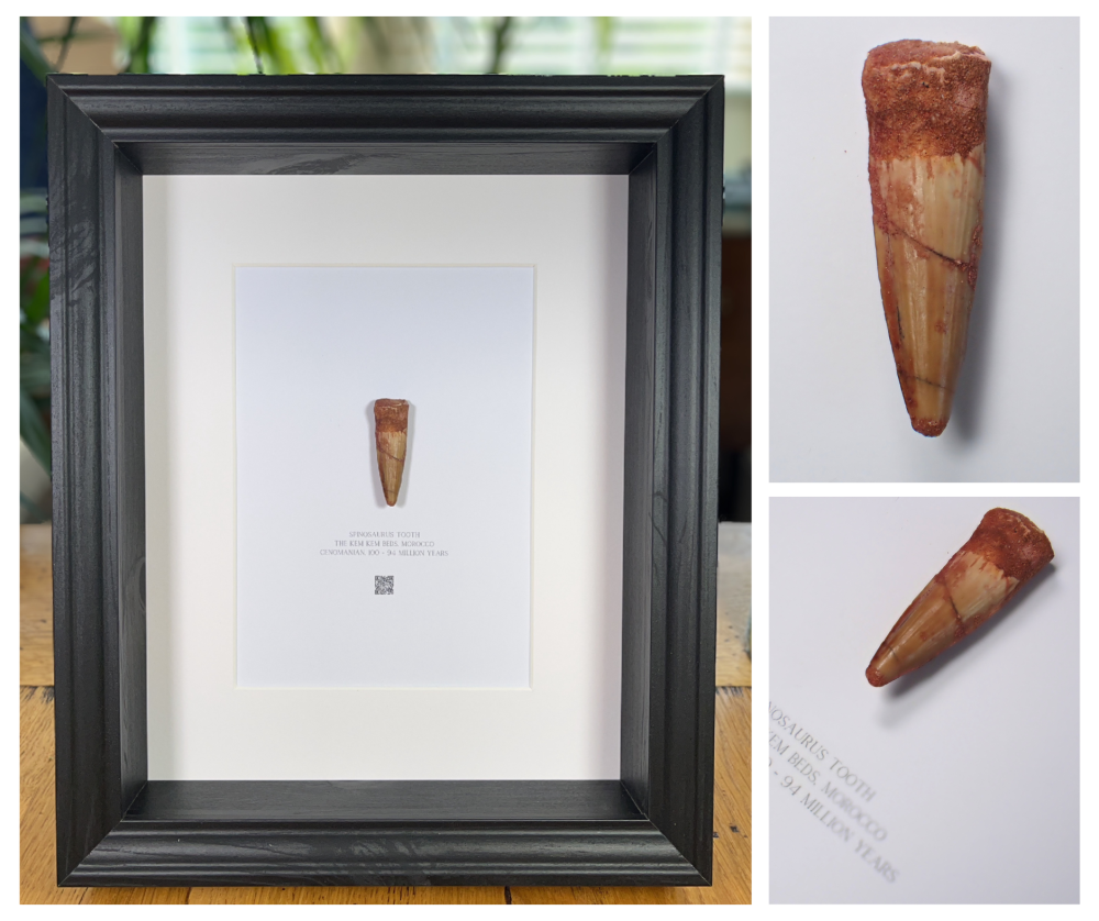 Framed Fossils Shop
