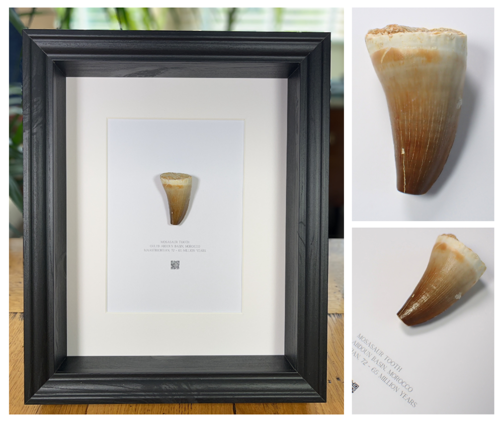 Framed Fossils Shop