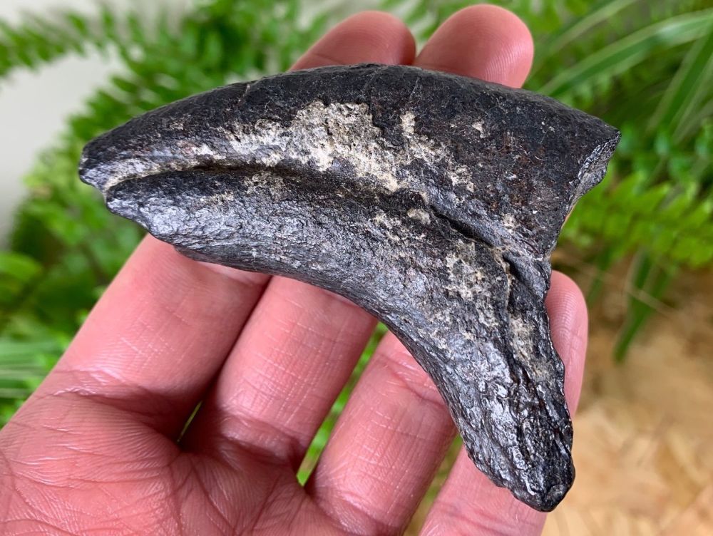 Large Theropod Hand Claw (Suchomimus?)