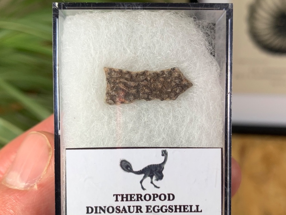 Theropod Dinosaur Eggshell (Henan Province, China) #06