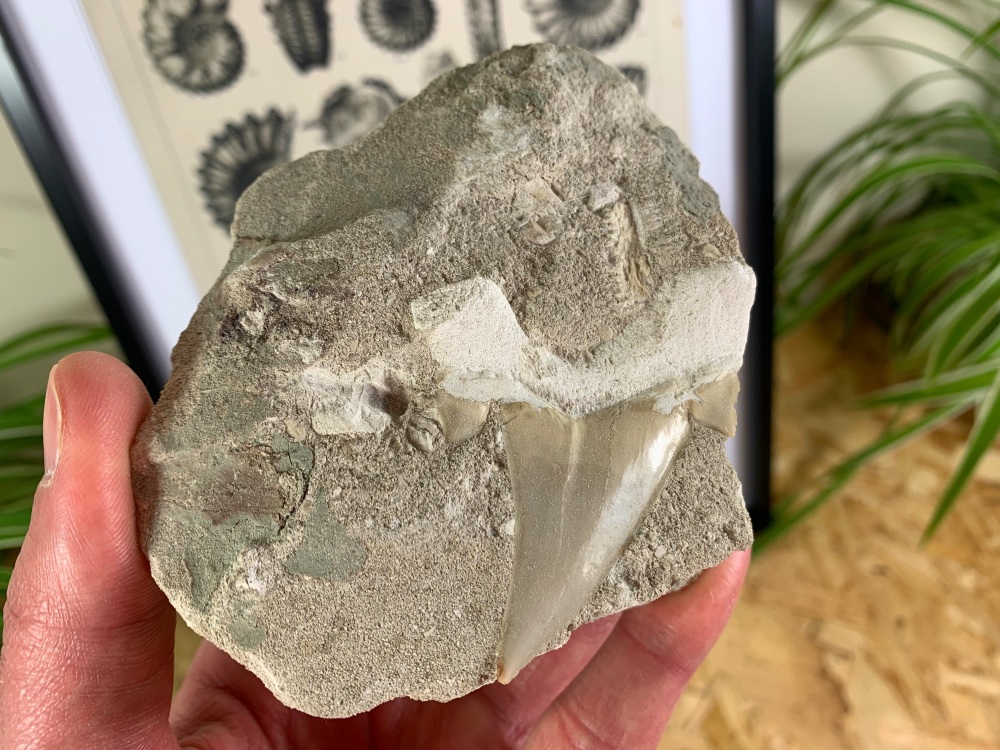 Otodus obliquus Shark Tooth on Matrix (2.5 inch) #01