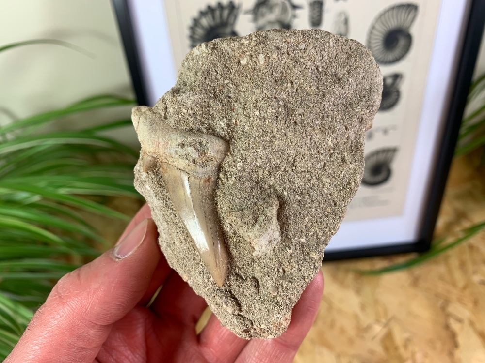 Otodus obliquus Shark Tooth on Matrix (2.19 inch) #02